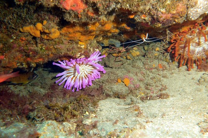 2 Dive Package for PADI Qualified Divers in Gran Canaria - Marine Life You Can Actually Get Excited About