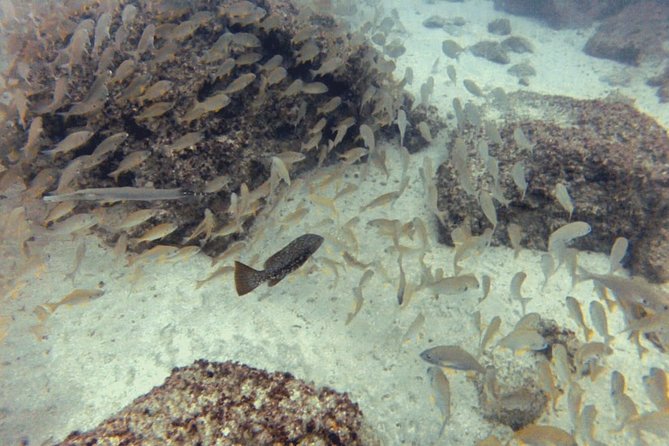 2 Dive Package for PADI Qualified Divers in Gran Canaria - Who This Scuba Package Is Best For