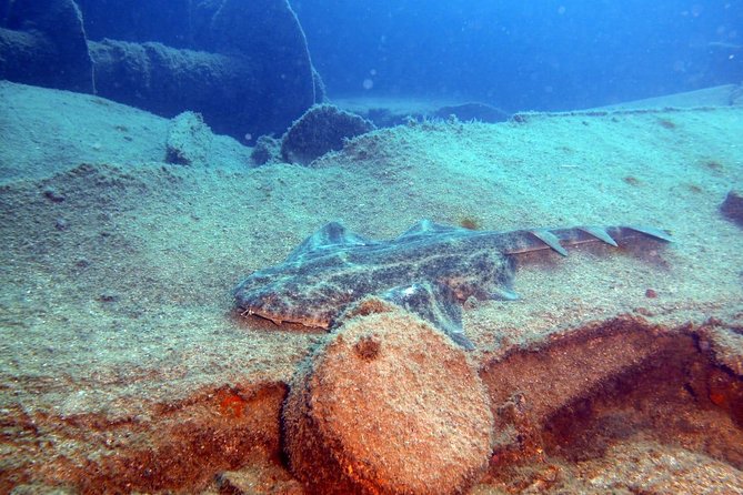 2 Dive Package for PADI Qualified Divers in Gran Canaria - The Two Underwater Sessions, Reef and Wreck Sites at 16 to 18 Meters