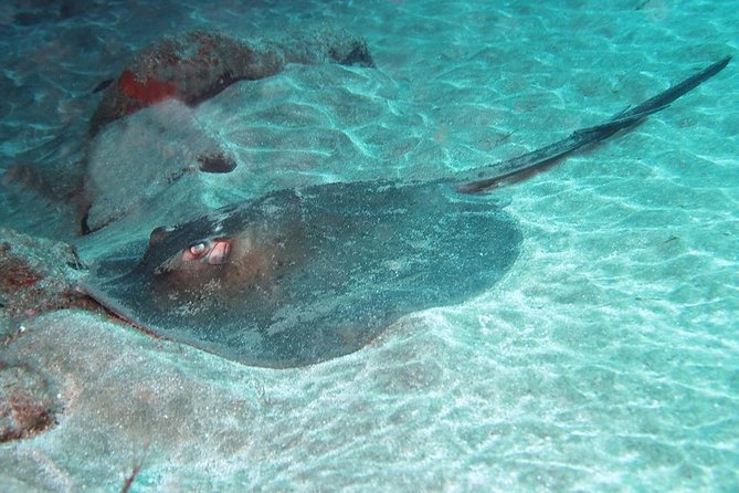 2 Dive Package for Qualified Divers in Gran Canaria - Key things I’d book this for
