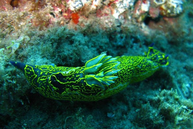 2 Dive Package for Qualified Divers in Gran Canaria - CRESSI gear hire: what top equipment changes on day one