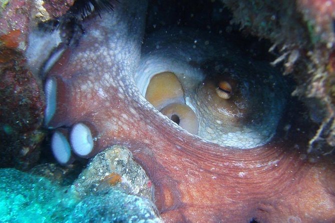 2 Dive Package for Qualified Divers in Gran Canaria - Your two-session underwater day: how it usually feels
