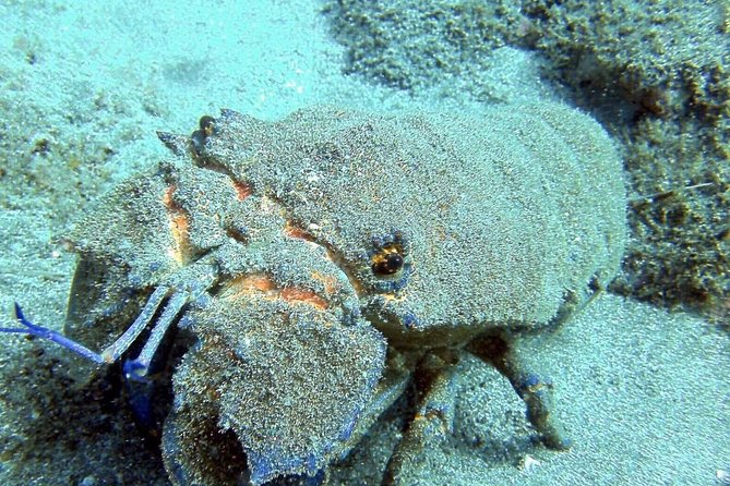 2 Dive Package for Qualified Divers in Gran Canaria - Price and value: why $108.61 can be fair here