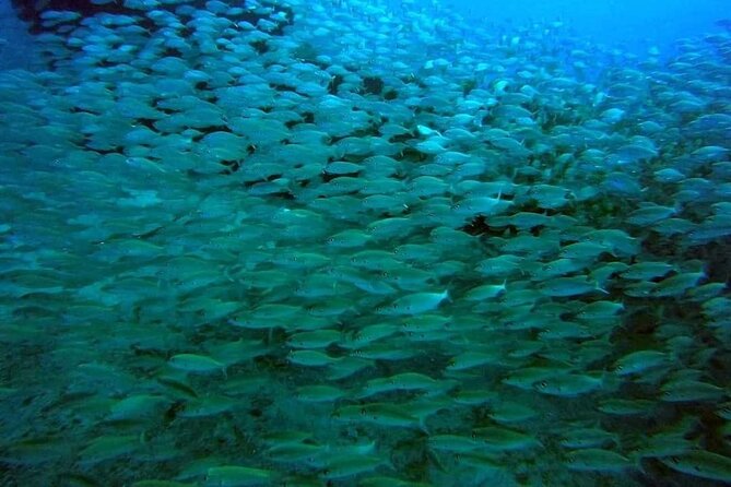 2-Hour Afternoon Snorkeling Experience in Gran Canaria by Boat - Who Should Book This Boat Snorkel in Gran Canaria?