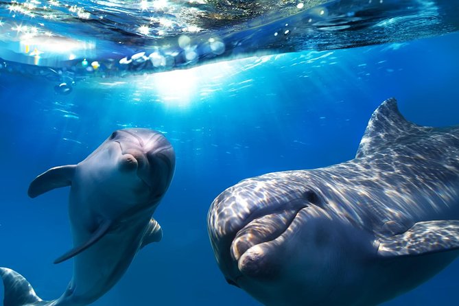 2-Hour Dolphin and Whale Watching in Gran Canaria - Key things to know before you go