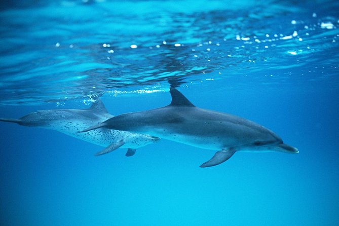 2-Hour Dolphin and Whale Watching in Gran Canaria - A large 150-passenger boat on Atlantic swells: comfort and views