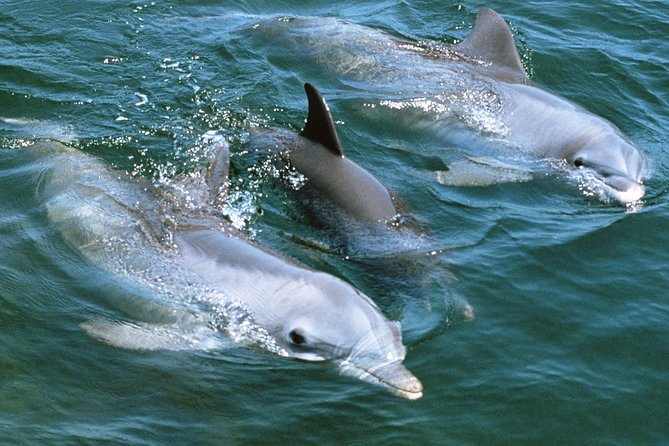 2-Hour Dolphin and Whale Watching in Gran Canaria - Is it good value at about $42.05 per person?