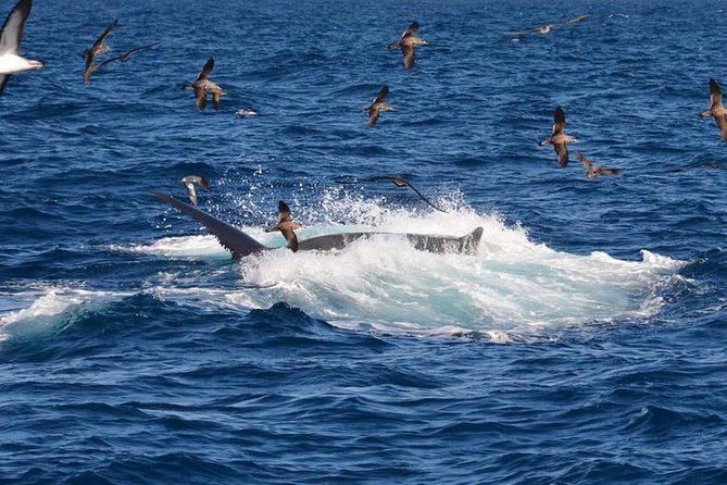 2-Hour Dolphin and Whale Watching in Gran Canaria - Should you book this dolphin and whale watching in Gran Canaria?