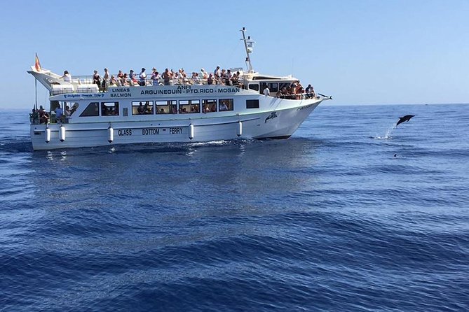2-Hour Dolphin and Whale Watching in Gran Canaria - Your guide’s job: spotting dolphins and explaining what you’re seeing
