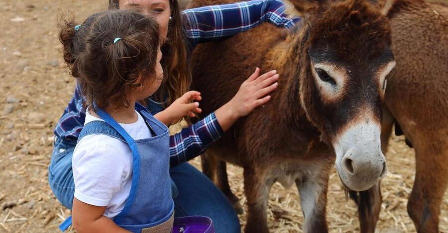 Agüimes : Be a farmer for the day at La Jaira de Ana - Milking and Feeding Lessons: The Practical Skills Portion