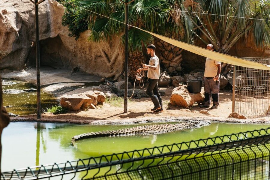 Agüimes: Cocodrilo Park Zoo Entry Ticket - Key things to know before you go