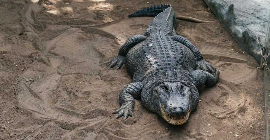 Agüimes: Cocodrilo Park Zoo Entry Ticket - First steps at Cocodrilo Park Gran Canaria: what to expect on arrival
