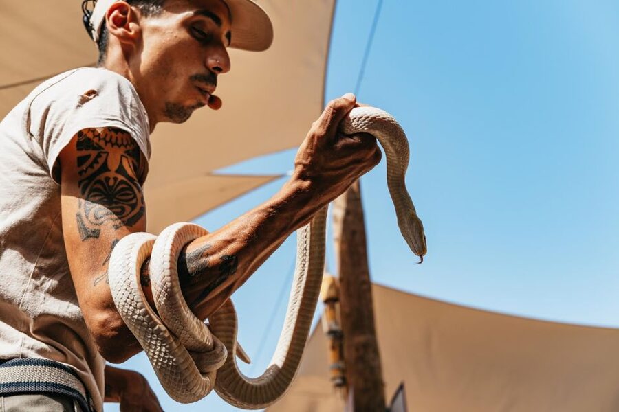 Agüimes: Cocodrilo Park Zoo Entry Ticket - Talks and shows: how the schedule shapes your visit
