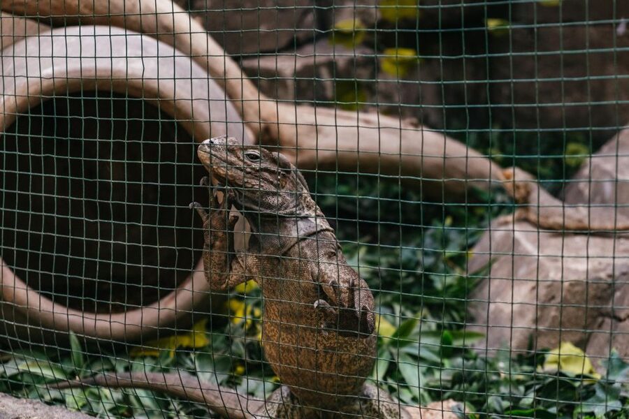 Agüimes: Cocodrilo Park Zoo Entry Ticket - Wandering the animal areas: from meerkats and turtles to chimps