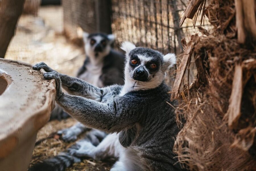 Agüimes: Cocodrilo Park Zoo Entry Ticket - Practical details that affect your day