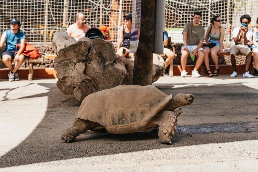 Agüimes: Cocodrilo Park Zoo Entry Ticket - Price and value: is an $11 ticket a good deal?
