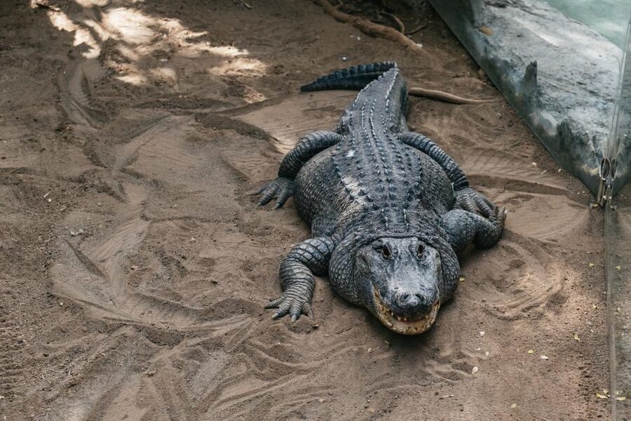 Agüimes: Cocodrilo Park Zoo Entry Ticket - The alligator highlight: the big exhibit and feeding moments
