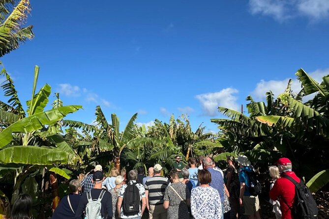 Banana Museum, Rum Distillery & Winery with Tasting: Premium tour - Agaete lunch break and free time: plan, walk smart, eat locally