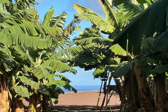 Banana Museum, Rum Distillery & Winery with Tasting: Premium tour - Bodega Los Berrazales: grapes, wine and coffee tasting, plus mojo workshop