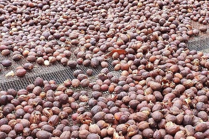 Banana Museum, Rum Distillery & Winery with Tasting: Premium tour - Price and value: what $83.27 buys you on a busy schedule