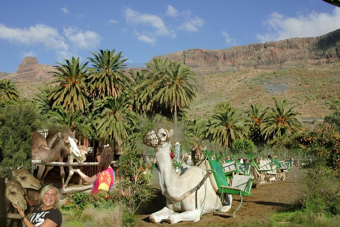 Camel Ride in Fataga with Tapas and drinks - Key highlights you can plan around