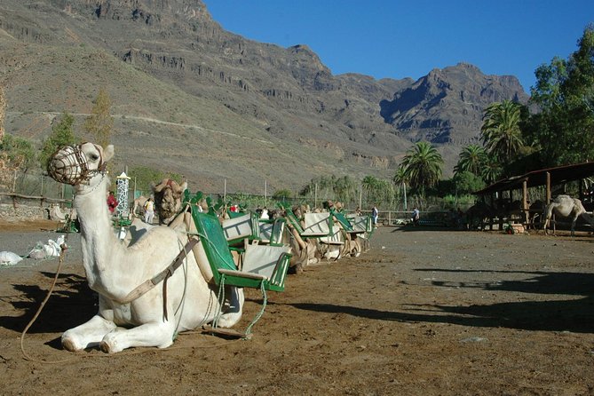 Camel Ride in Fataga with Tapas and drinks - Camel Safari Park La Baranda: your Fataga start point