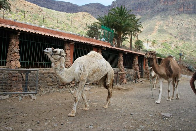 Camel Ride in Fataga with Tapas and drinks - Tapas lunch and drinks in a farm-tools museum setting