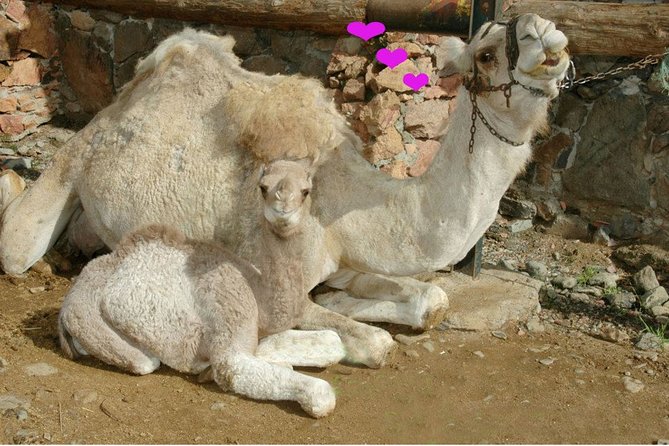 Camel Ride in Fataga with Tapas and drinks - Timing, group size, and what 4 hours really means