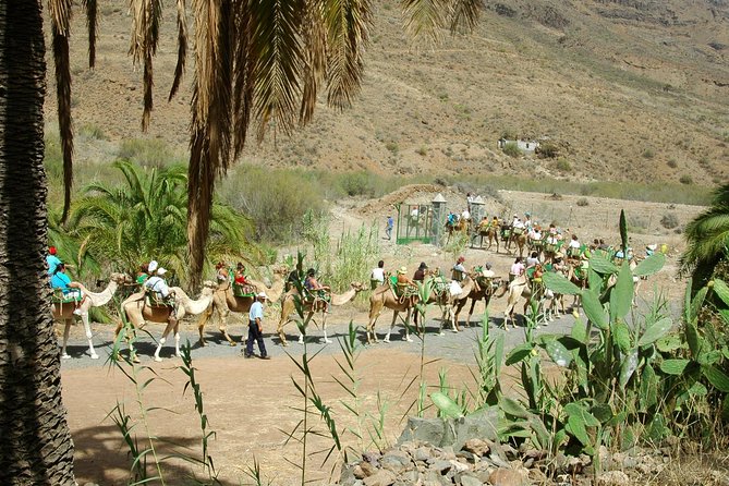 Camel Ride in Fataga with Tapas and drinks - Price and value: is $57.67 a fair deal?