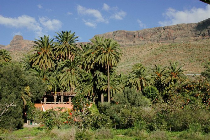 Camel Ride in Fataga with Tapas and drinks - Who should book this Fataga camel and tapas trip?