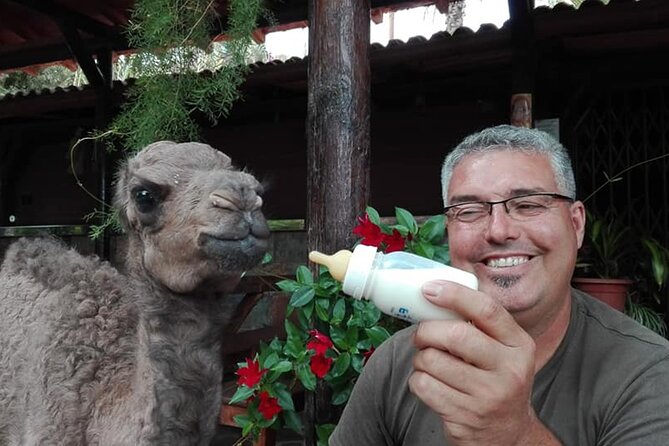 Camel Ride in Fataga with Tapas and drinks - Getting up close in the tropical garden oasis