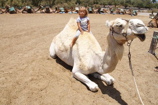 Camel Riding in Maspalomas Dunes - Reserva Natural Especial de Las Dunas de Maspalomas: the views you get (and the limits)