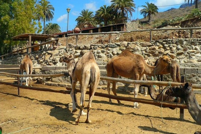 Camel Safari through the Dunes of Maspalomas - Timing and queues: how to keep this from feeling like a wait