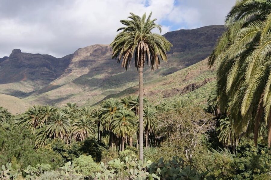 Can-Am Ryker Adventure Fataga - Finca Aloe: a working plantation stop with real-world knowledge