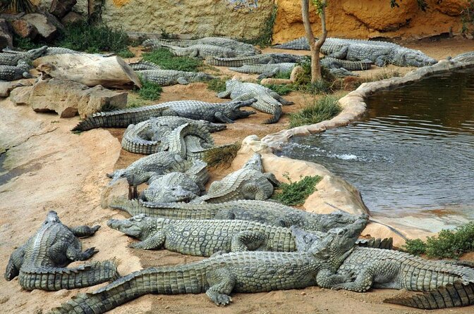 Cocodrilo Park Zoo Admission Ticket in Agüimes - Key things that make Cocodrilo Park worth your time