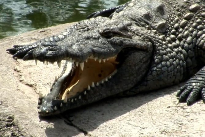 Cocodrilo Park Zoo Admission Ticket in Agüimes - Cocodrilo Park in Agüimes: what you’re really buying with your ticket