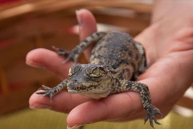 Cocodrilo Park Zoo Admission Ticket in Agüimes - How the rescue-park feel changes your visit