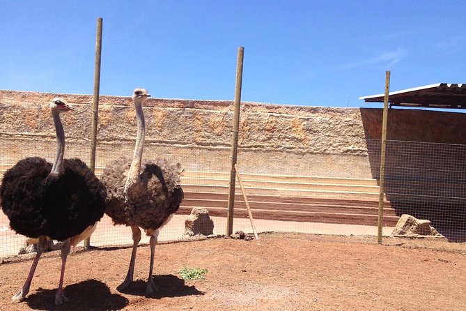 Cocodrilo Park Zoo Admission Ticket in Agüimes - Getting there from elsewhere on Gran Canaria