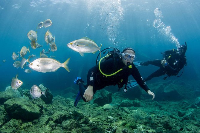 Discover Scuba Diving in Puerto de Mogan - Where Puerto de Mogán Fits, and Why This Trip Starts at 9:00 AM