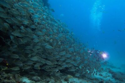 Discover Scuba Diving in Puerto de Mogan