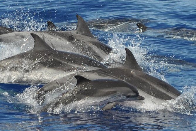 Dolphin and Whale Cruise in Puerto Rico, Gran Canaria - Your 2.5-hour rhythm: leaving, searching, spotting, and the swim window