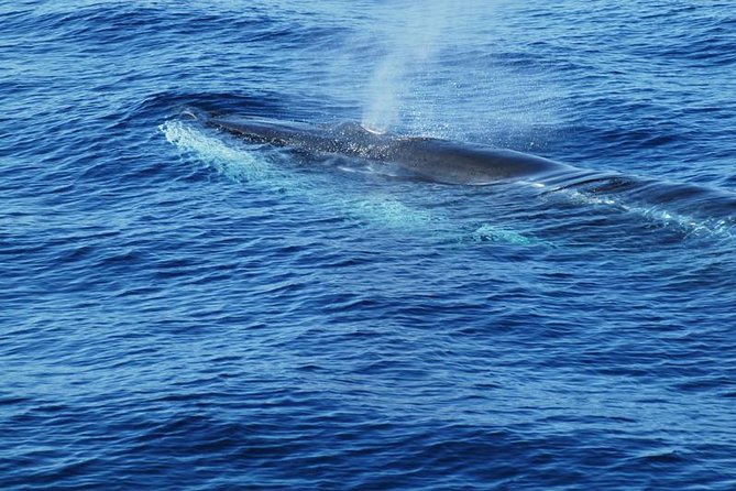 Dolphin and Whale Cruise in Puerto Rico, Gran Canaria - How they handle wildlife encounters: respect, distance, and time limits