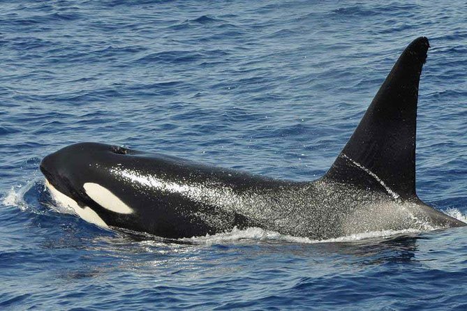 Dolphin and Whale Cruise in Puerto Rico, Gran Canaria - Where snacks, drinks, and comfort matter most