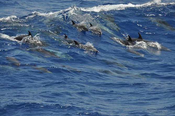 Dolphin and Whale Cruise in Puerto Rico, Gran Canaria - Price and value: when $50-ish makes sense and when it might not