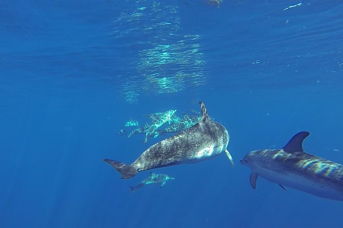 Dolphin and Whale Cruise in Puerto Rico, Gran Canaria - Spirit of the Sea: glass bottom views and what onboard feels like