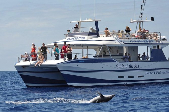 Dolphin and Whales watching cruise from Puerto Rico de Gran Canaria - Spirit Of The Sea: Glass-Bottom Watching Off Puerto Rico