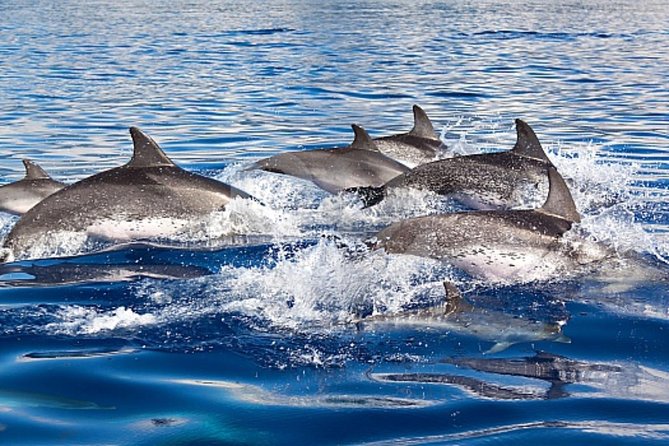 Dolphin and Whales watching cruise from Puerto Rico de Gran Canaria - Price and Value: What $50.46 Buys You (and Why It Can Still Be Worth It)