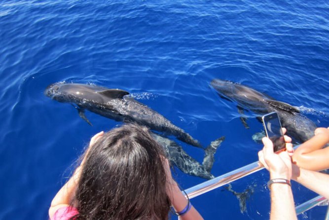 Dolphin and Whales watching cruise from Puerto Rico de Gran Canaria - Boarding at Spirit Of The Sea: What the Experience Feels Like On the Water