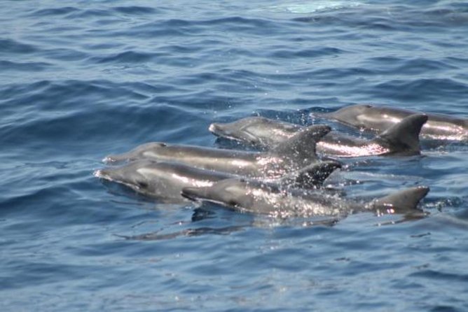Dolphin and Whales watching cruise from Puerto Rico de Gran Canaria - Upgrade Options: The Swim Stop and Resort Transfers