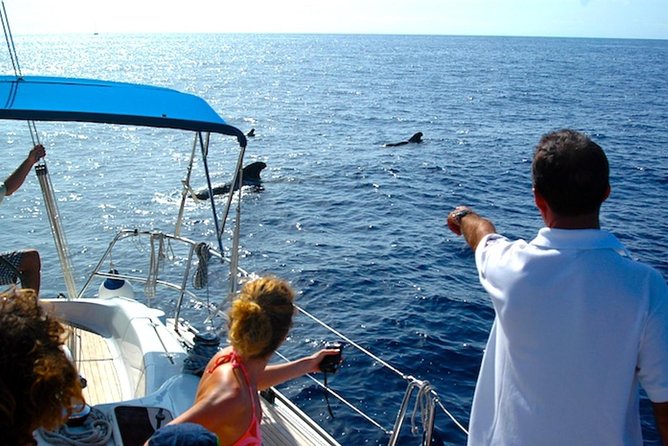 Dolphin and Whales watching cruise from Puerto Rico de Gran Canaria - Seasickness, Comfort, and How to Make the Trip Enjoyable